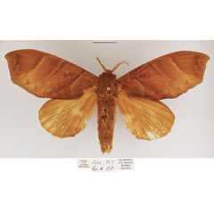 /filer/webapps/moths/media/images/A/angulata_Gonobombyx_AF_TMSA.jpg