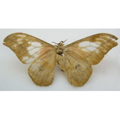 /filer/webapps/moths/media/images/A/alopia_Saturnia_LT_NHMUKb.jpg