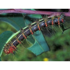 /filer/webapps/moths/media/images/H/herilla_Cyrtogone_C_Wolfe_04.jpg
