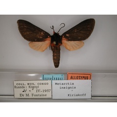 /filer/webapps/moths/media/images/I/insignis_Metarctia_AT_RMCA_01.jpg