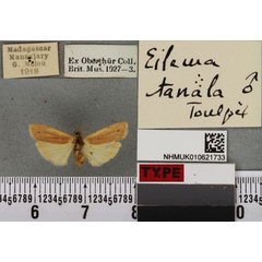 /filer/webapps/moths/media/images/T/tanala_Eilema_HT_BMNHa.jpg