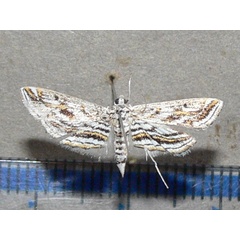 /filer/webapps/moths/media/images/F/fluctusalis_Parapoynx_A_Goffa_01.jpg