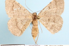 Acanthovalva inconspicuaria