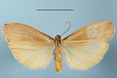 Coniopsyche squamosa