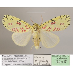 /filer/webapps/moths/media/images/S/strigicincta_Mazuca_A_MGCLa_01.JPG