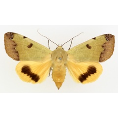 /filer/webapps/moths/media/images/T/tirhaca_Ophiusa_AM_TMSA_01.jpg