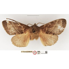 /filer/webapps/moths/media/images/B/bipars_Lebeda_HT_NHMUK.jpg