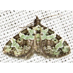 /filer/webapps/moths/media/images/S/smaragdinata_Piercia_A_Braun_04.jpg