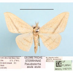 /filer/webapps/moths/media/images/A/acuta_Traminda_MGCLa_01.JPG