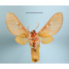 /filer/webapps/moths/media/images/H/herona_Balacra_AM_MGCLb_01.JPG