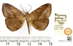 /filer/webapps/moths/media/images/P/piana_Ugana_HT_BMNH.jpg