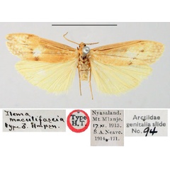 /filer/webapps/moths/media/images/M/maculifascia_Ilema_HT_BMNH.jpg