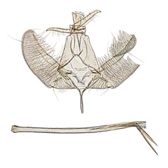 /filer/webapps/moths/media/images/L/louisae_Xyrosaris_GMHT_Agassiz_1589.jpg