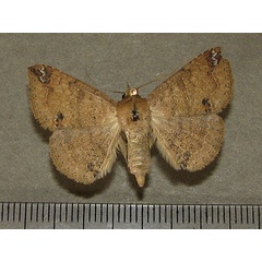 /filer/webapps/moths/media/images/I/inangulata_Ericeia_A_Goff_01.jpg