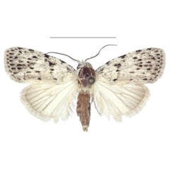 /filer/webapps/moths/media/images/C/carcassoni_Ezishnola_AM_ANHRT_01.jpg