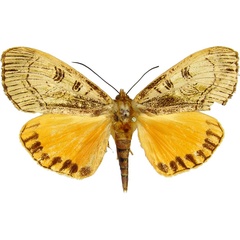 /filer/webapps/moths/media/images/M/maenas_Metagarista_AM_MCJM.jpg