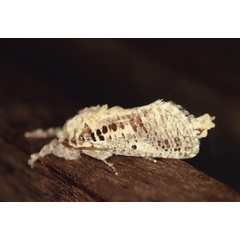 /filer/webapps/moths/media/images/A/althodes_Teragra_A_Roland_05.jpg