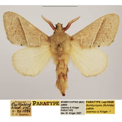 /filer/webapps/moths/media/images/P/pallida_Bombycopsis_PTM_TMSA.jpg