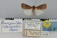 Amazonides intermedia