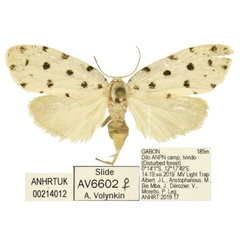 /filer/webapps/moths/media/images/K/kota_Siccia_PTF_ANHRT.jpg