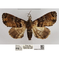 /filer/webapps/moths/media/images/G/glaucocycla_Eutelia_AM_NHMUK.jpg