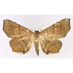 /filer/webapps/moths/media/images/N/nysa_Gracilodes_AF_TMSA_01.jpg