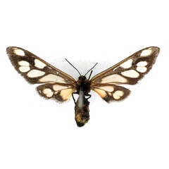 /filer/webapps/moths/media/images/M/monteiroi_Thyretes_HT_BMNH_02_NGbzx45.jpg
