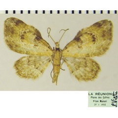 /filer/webapps/moths/media/images/E/exilipicta_Chloroclystis_AM_ZSMa.jpg