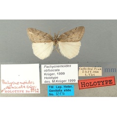 /filer/webapps/moths/media/images/O/obfuscata_Pachycnemoides_HT_TMSA.jpg