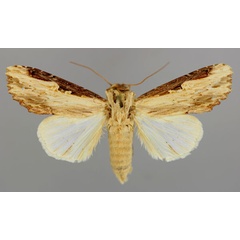 /filer/webapps/moths/media/images/C/clarinota_Neostichtis_A_RMCA_01.jpg