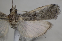 Balqisia arida