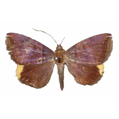 /filer/webapps/moths/media/images/C/cyanobathra_Achaea_A_Behounek.jpg