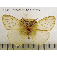 /filer/webapps/moths/media/images/N/nuda_Ruanda_A_OUMNH.jpg