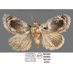 /filer/webapps/moths/media/images/O/oromia_Paracroria_HT_Mueller.jpg