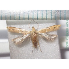 /filer/webapps/moths/media/images/S/safranella_Mesophleps_A_Bippus.jpg