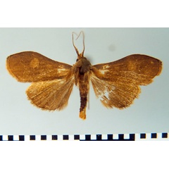 /filer/webapps/moths/media/images/I/invertita_Rivulana_AM_MSNM.jpg