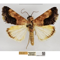 /filer/webapps/moths/media/images/C/carnescens_Acontia_AM_NHMUK.jpg