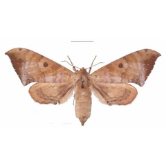 /filer/webapps/moths/media/images/C/contraria_Andriasa_AF_EMEM_01.jpg