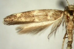 Eteobalea pentagama