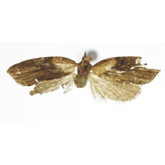 /filer/webapps/moths/media/images/C/cameroonana_Acleris_HT_RMCA.jpg