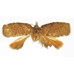 /filer/webapps/moths/media/images/C/congo_Xeneboda_HT_RMCA.jpg