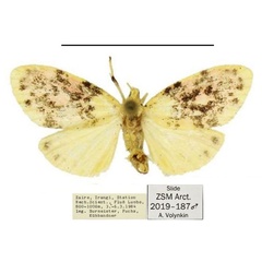 /filer/webapps/moths/media/images/K/kongo_Siccasura_HT_ZSM.jpg