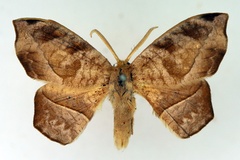 Negera natalensis