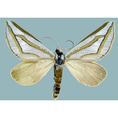 /filer/webapps/moths/media/images/N/nitidula_Conchylia_AM_ZSMa.jpg