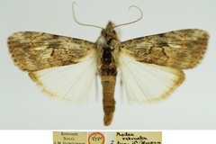 Hypotacha retracta retracta