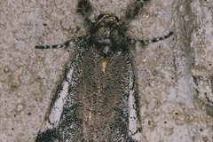 Tearosoma daures
