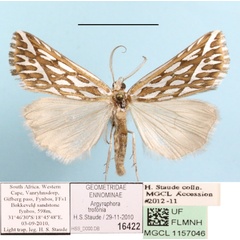 /filer/webapps/moths/media/images/T/trofonia_Argyrophora_AM_MGCLa_01.JPG