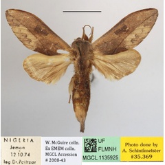 /filer/webapps/moths/media/images/A/argentescens_Synette_A_MGCLa_01.JPG