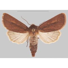 /filer/webapps/moths/media/images/N/njombe_Sciomesa_PTF_MNHN_02a.jpg