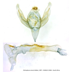 /filer/webapps/moths/media/images/V/vicaria_Ochropleura_GMHT_NHMUK_14366_xlvHkJV.jpg
